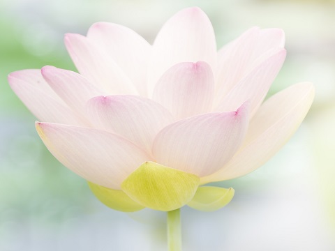 Lotus　Gardenの求人情報